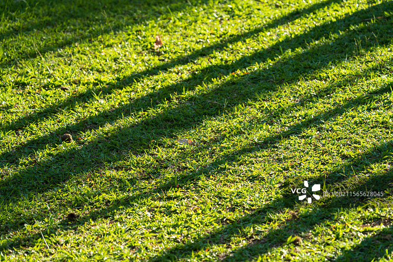 阳光下斑驳光影的绿草地图片素材