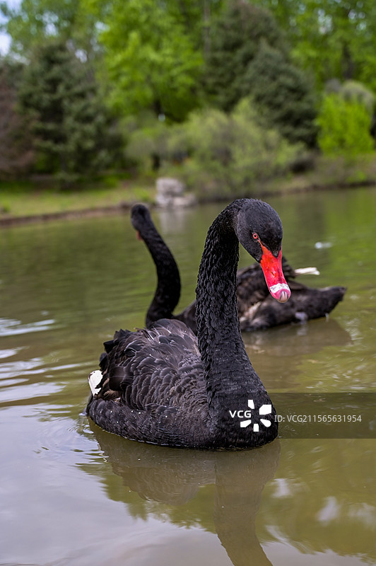 沈阳植物园世博园黑天鹅图片素材