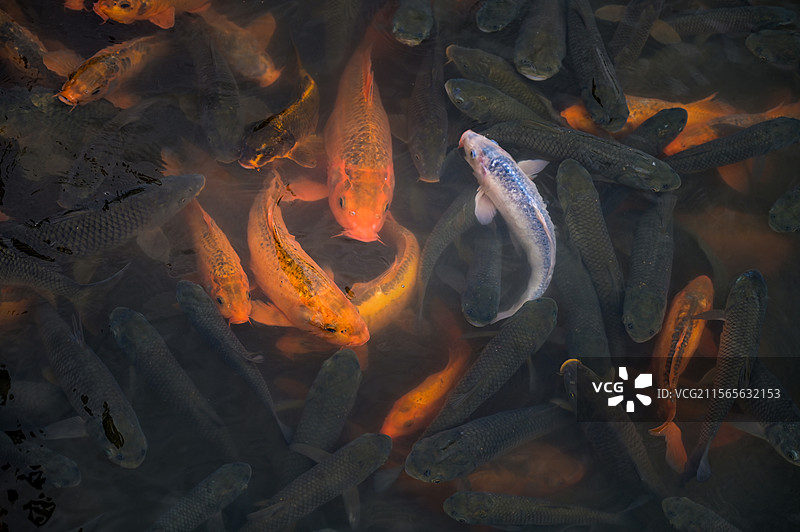 沈阳植物园的湖中锦鲤图片素材