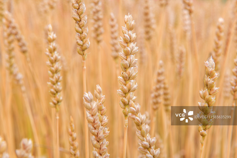 金色的麦田麦穗图片素材