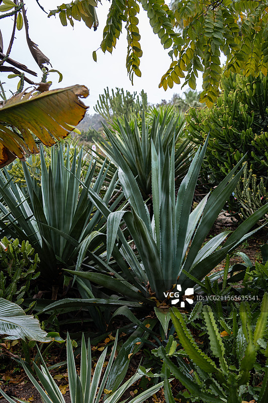 户外巨大的仙人掌多肉植物厦门植物园图片素材