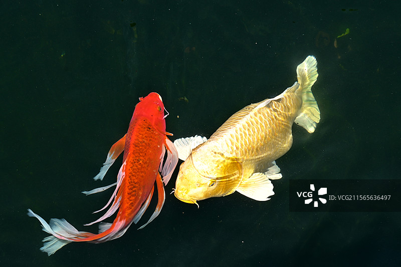 灵山大佛锦鲤送福图片素材