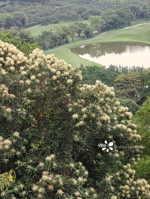 深圳虹桥公园+光明高尔夫球会图片素材