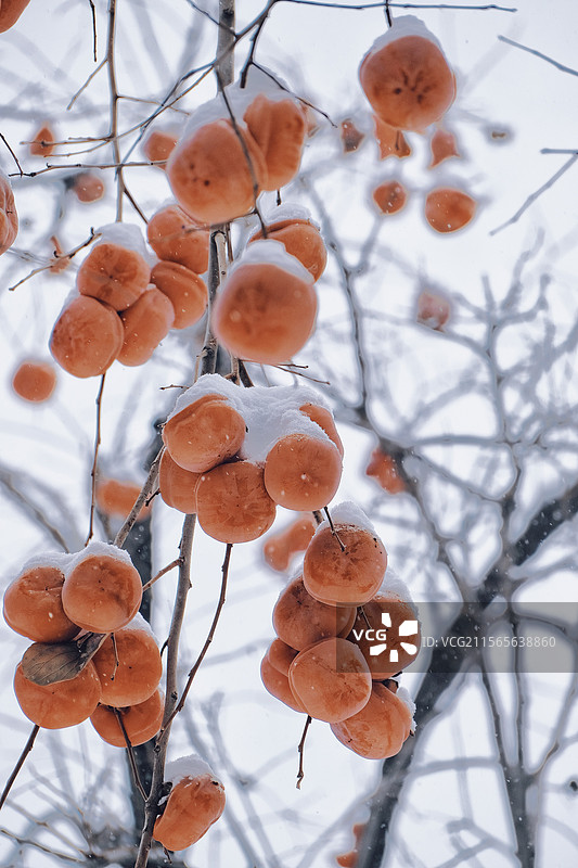 雪天冻柿坠满枝头图片素材