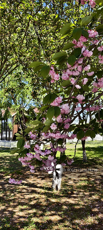 唐山市路南区南湖袋鼠房车露营地～樱花盛开图片素材