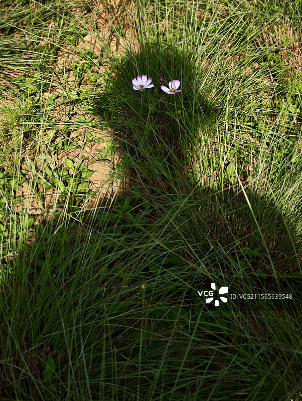 草间花开图片素材