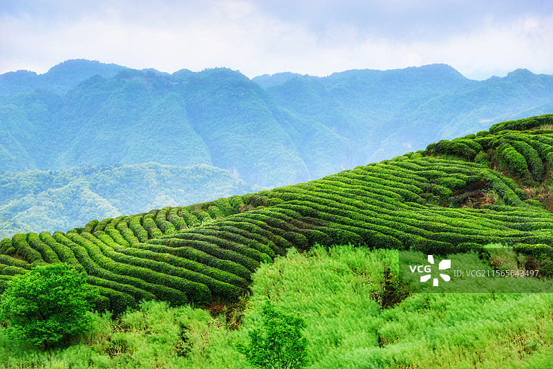 陕西省汉中市勉县阜川镇小河庙茶场茶园定军茗眉汉中仙毫茶叶图片素材