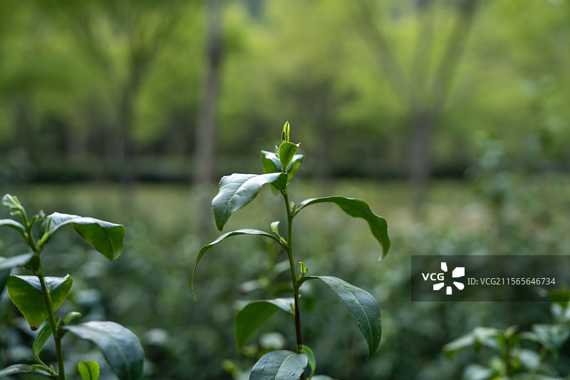 茶树图片素材