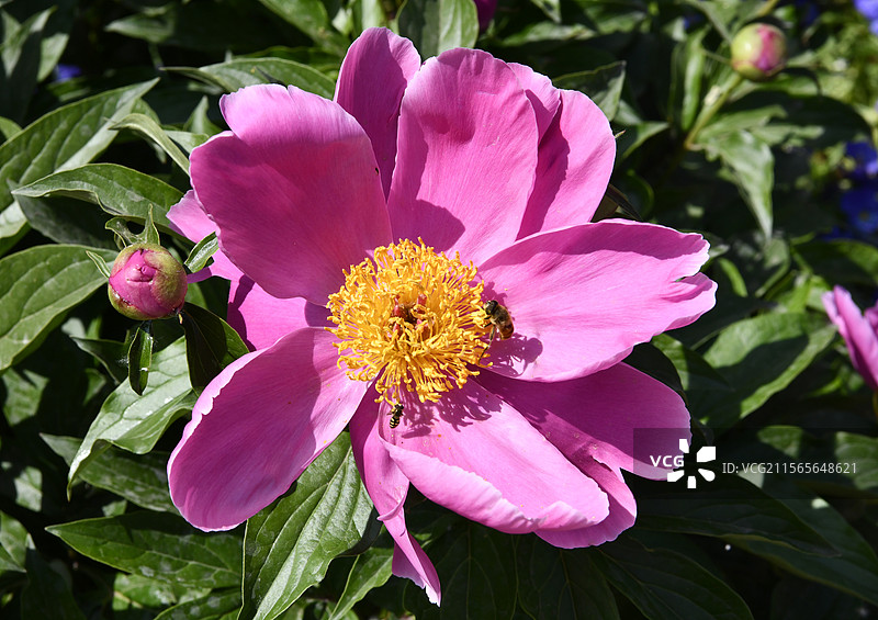 芍药花图片素材