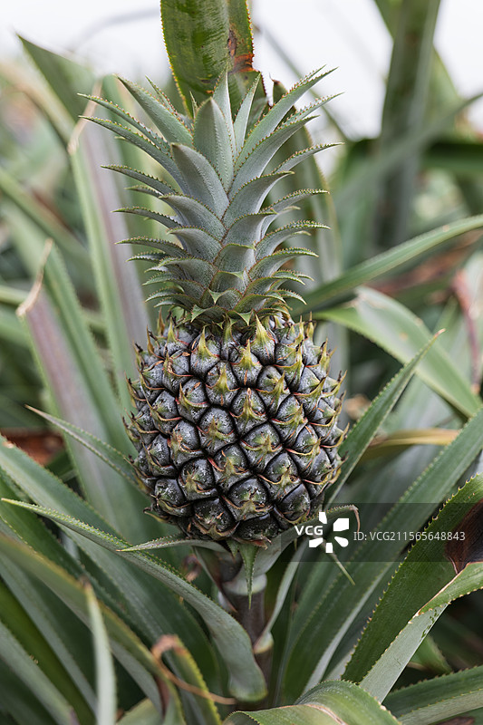 中山神湾菠萝图片素材
