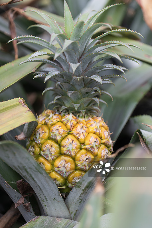 中山神湾菠萝图片素材
