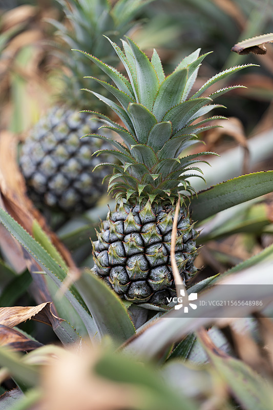 中山神湾菠萝图片素材