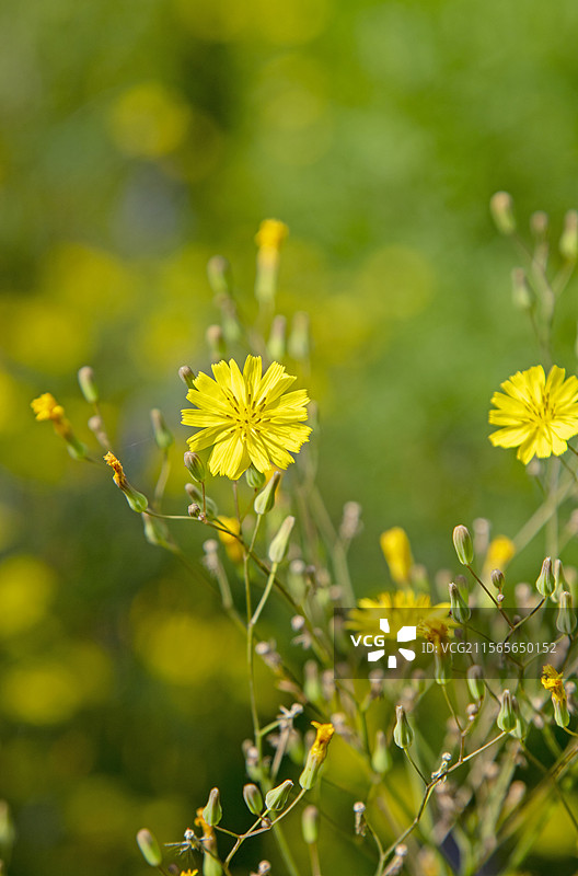 黄鹌菜（经济植物）图片素材