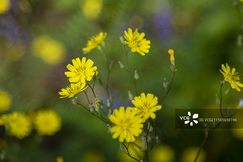 黄鹌菜（经济植物）图片素材