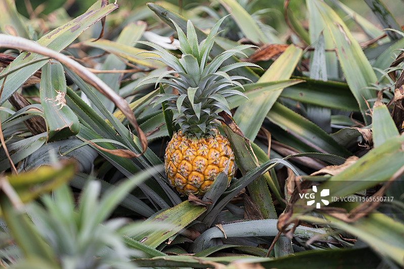 中山神湾菠萝图片素材
