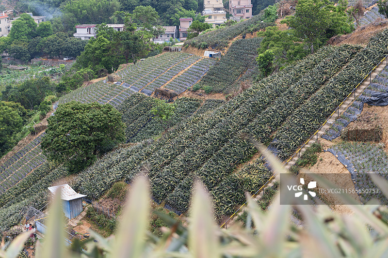 中山神湾菠萝图片素材