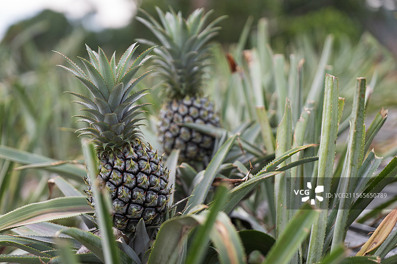 中山神湾菠萝图片素材
