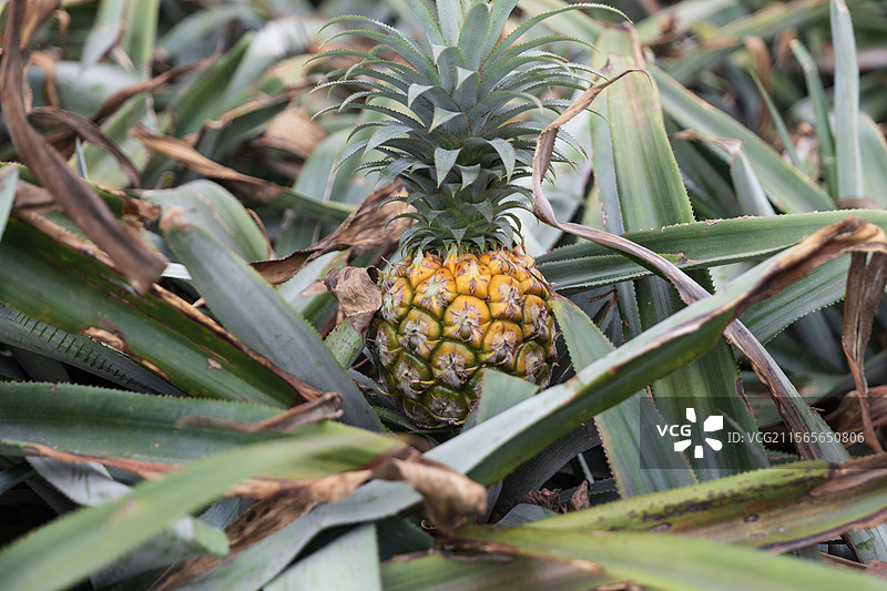 中山神湾菠萝图片素材