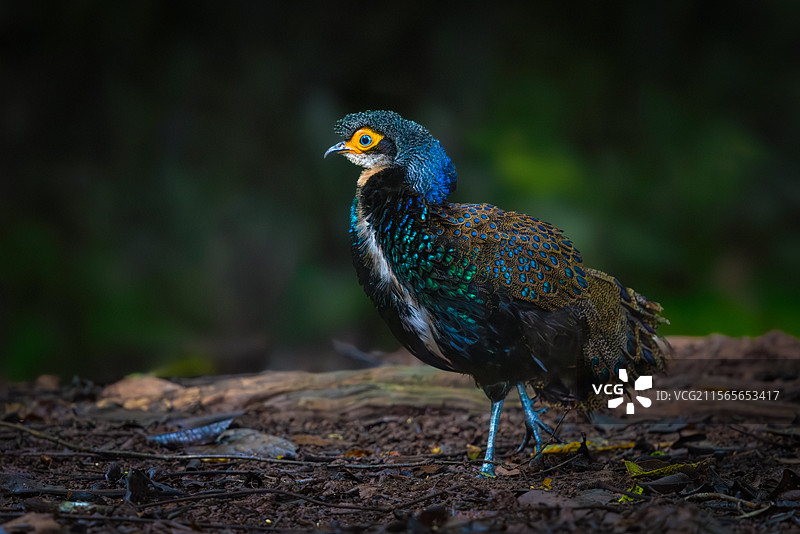 加里曼丹孔雀雉（二）图片素材