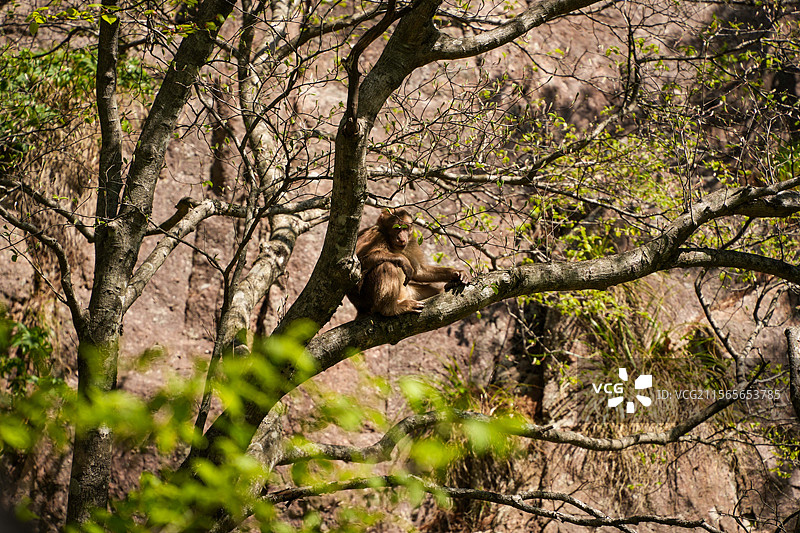 黄山短尾猴图片素材