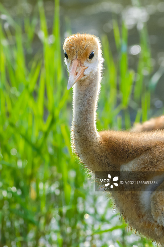 小丹顶鹤  雏鹤 幼鹤  扎龙国家级自然保护区图片素材