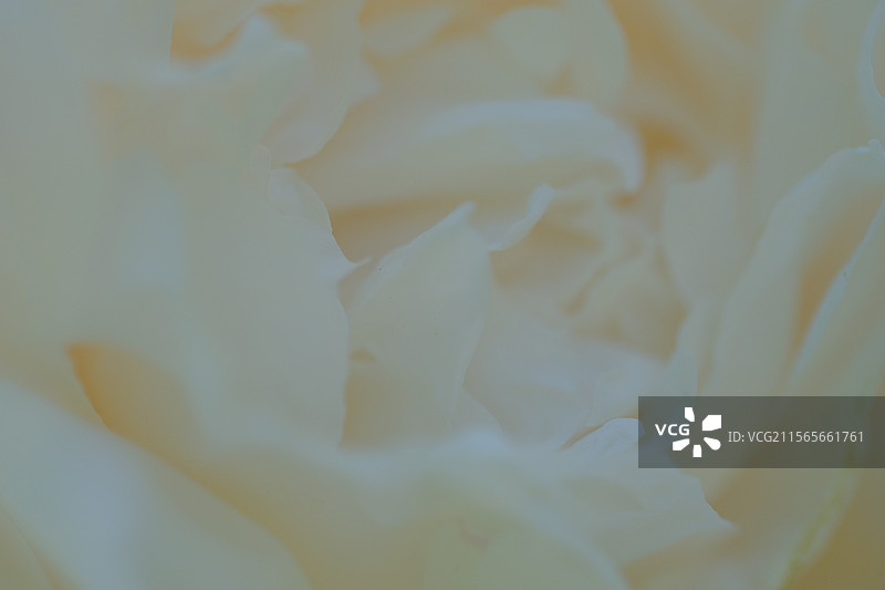 春天。白色芍药花。自然风光背景图图片素材