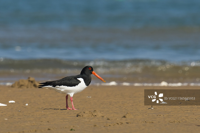 大连甘井子区西子磨村海滩上的水鸟—蛎鹬图片素材