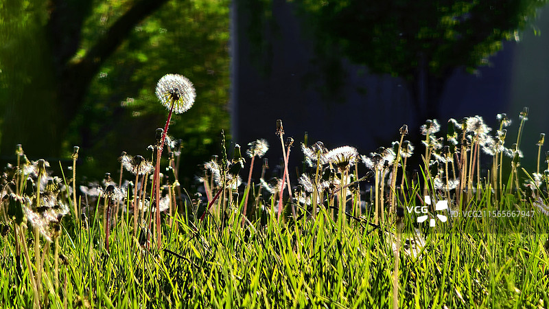 新疆昌吉市，滨湖河中央公园，蒲公英图片素材