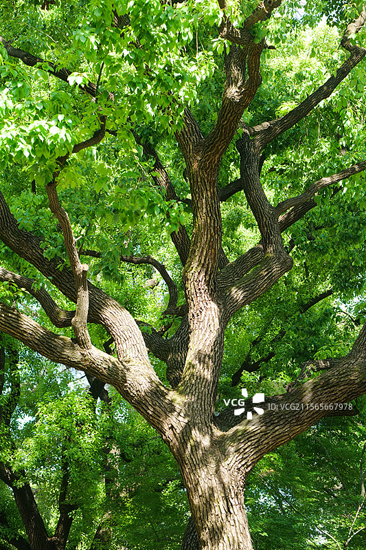 上海公园宁静古树绿色植物树叶茂盛大树图片素材