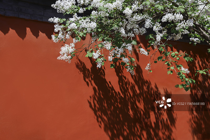 红墙白花光影诗意图片素材