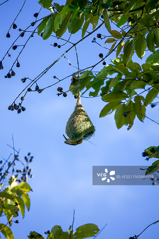 织布鸟巢挂在树枝图片素材