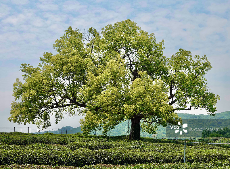 杭州茅家埠上茅家埠龙井茶园的树图片素材