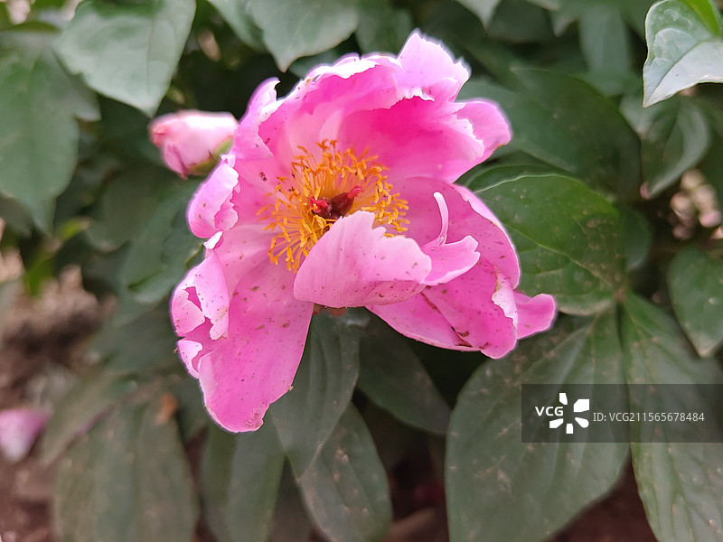 初夏的芍药花图片素材