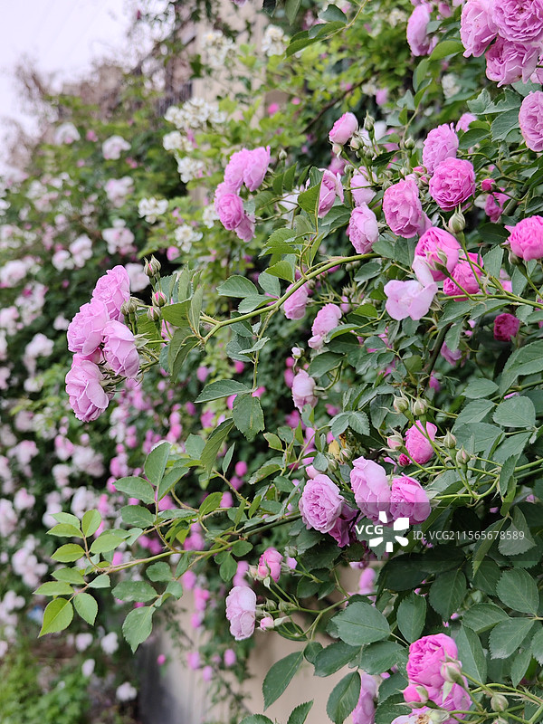 立夏节气的蔷薇花图片素材