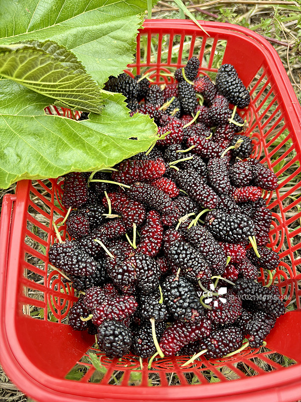 采摘桑葚图片素材