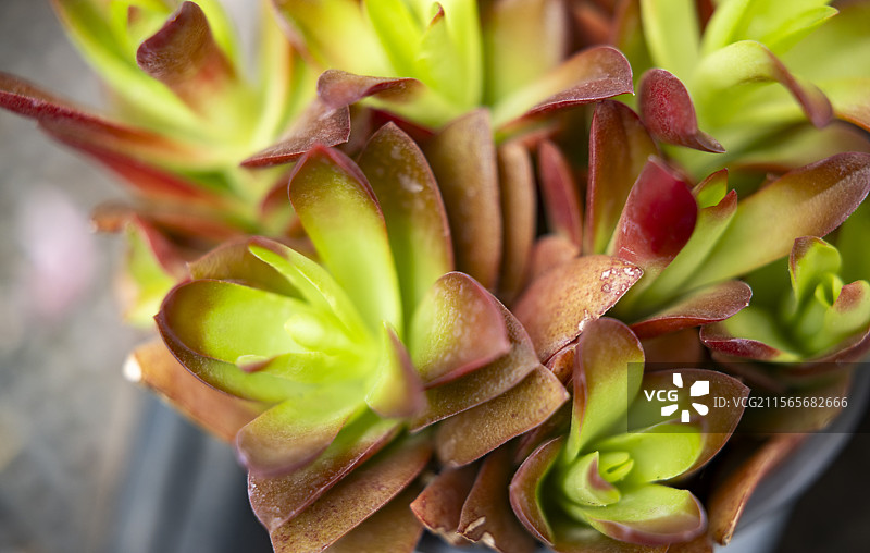 河北省石家庄市花卉摄影图片，多肉植物图片素材