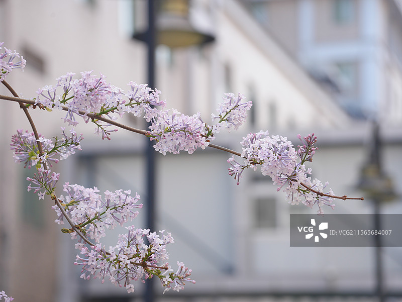 北京大学第一医院第二住院部春天的景色图片素材