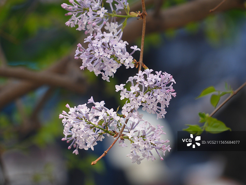 北京大学第一医院第二住院部春天的景色图片素材