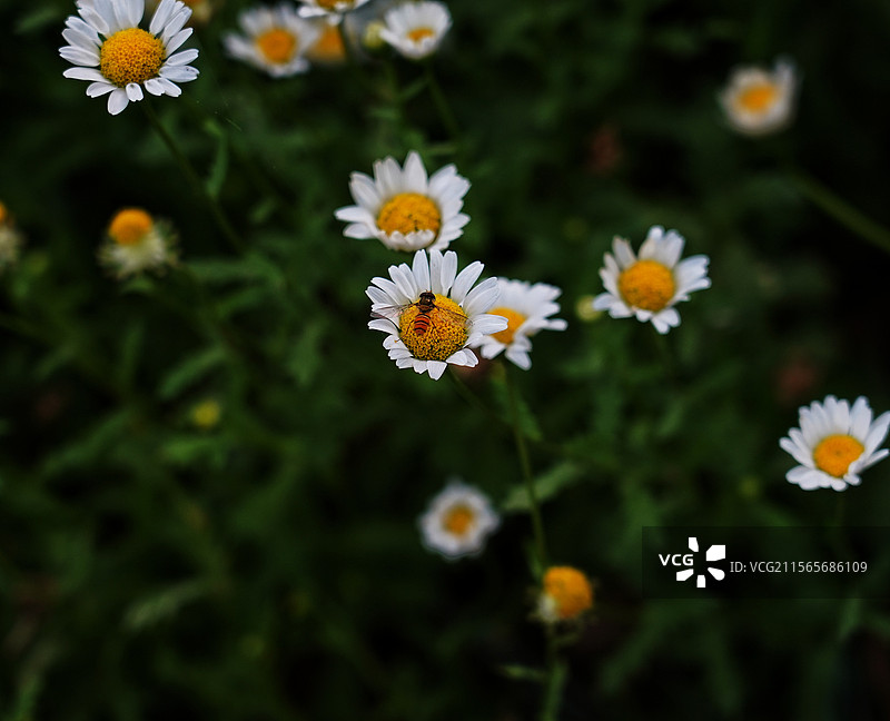 上海市，共青森林公园图片素材