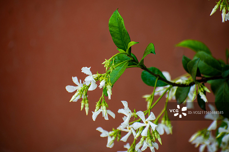 四川绵阳茉莉、茉莉花、风车茉莉图片素材