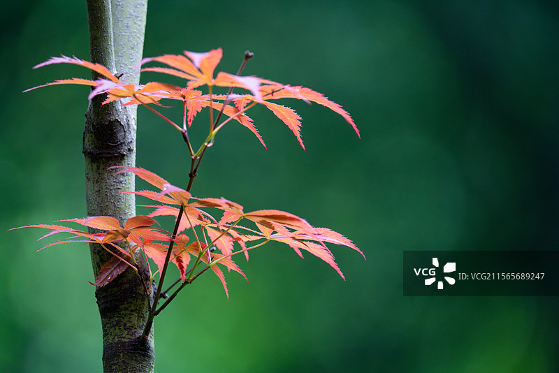 红枫 紫红鸡爪槭 红鸡爪槭 特写 落叶小乔木 园艺种 重庆 鸿恩寺森林公园 城市景观图片素材