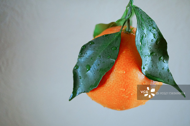 一颗新鲜的橘子图片素材