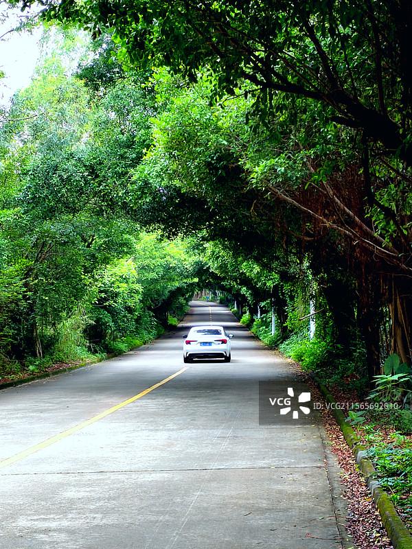三水森林公园林荫小道图片素材