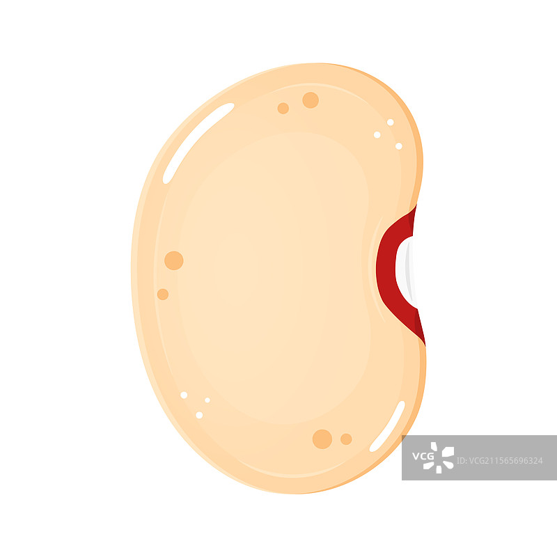 单颗白芸豆展示出一个图片素材