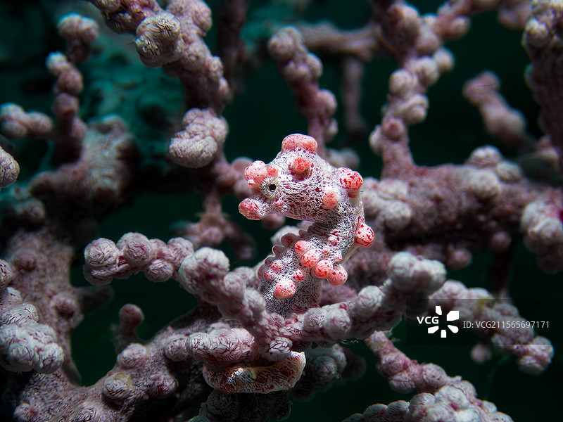 海洋生物 豆丁海马图片素材