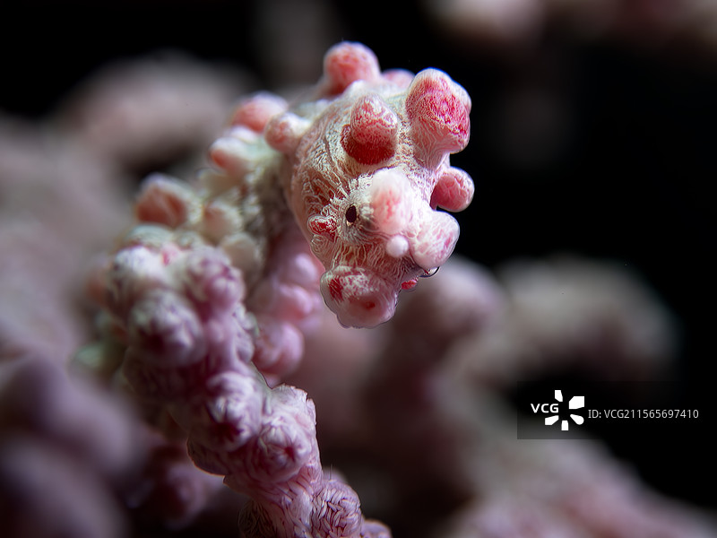 海洋生物 豆丁海马图片素材