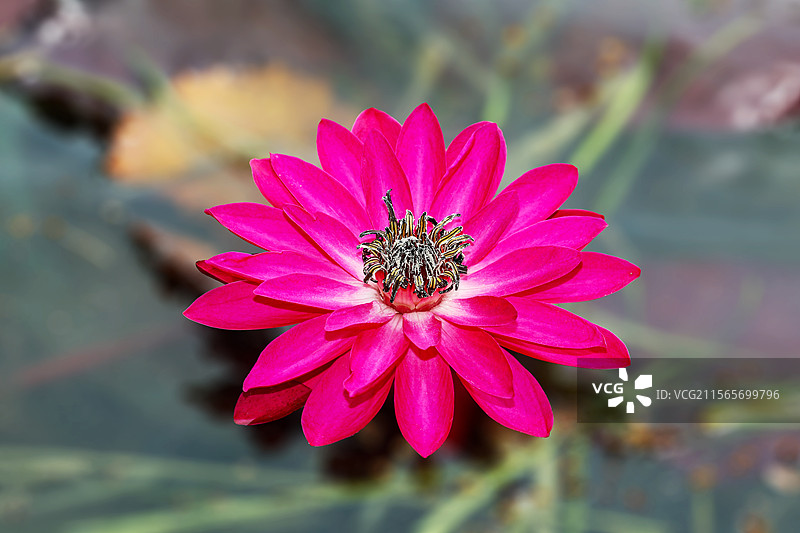 印度红睡莲图片素材