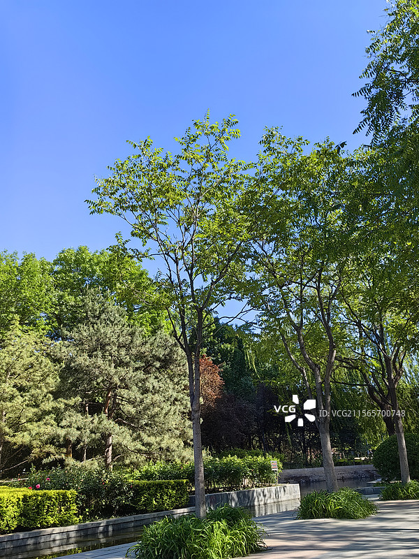 马甸公园留影：树与蓝天图片素材