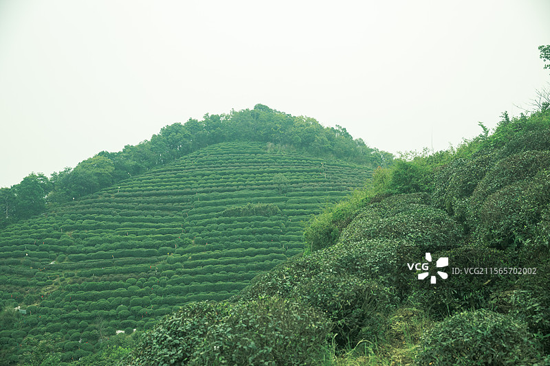 中国浙江省杭州市龙井村自然景观图片素材
