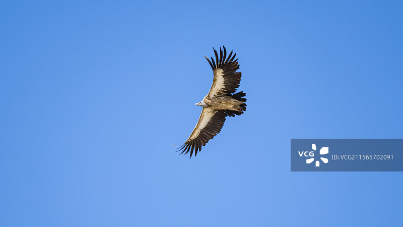 高山兀鹫空中飞翔图片素材